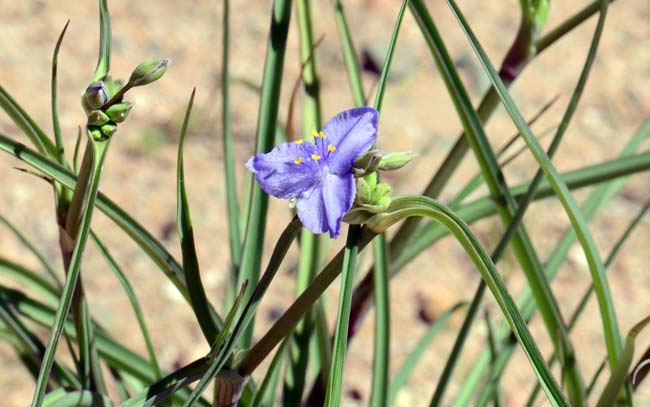 Tradescantia occidentalis, Prairie Spiderwort, Southwest Desert Flora